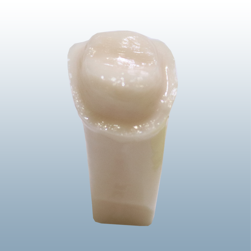 A21AN-700 – Pre-prepared Teeth