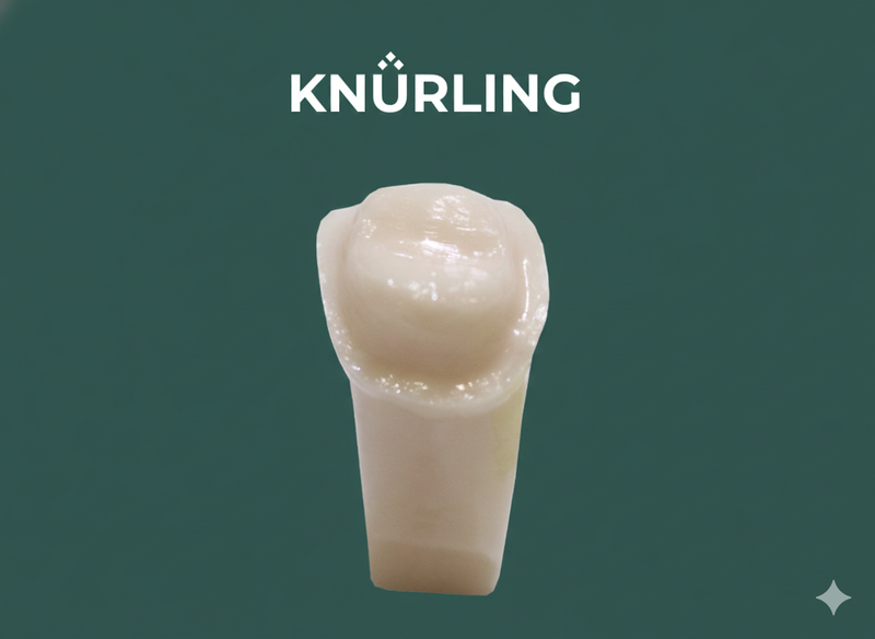 Kilgore A21AN-700 – Pre-prepared Teeth