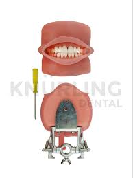KilgoreTypodont with Oral Cavity & Plates D95SDP-700